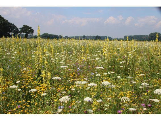 Projekt "Bunte Biomasse" - Wildblumen auf dem Feld von Landwirt Richard Schulte © Foto Kreis Paderborn